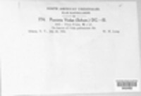Puccinia violae image
